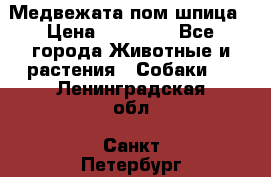 Медвежата пом шпица › Цена ­ 40 000 - Все города Животные и растения » Собаки   . Ленинградская обл.,Санкт-Петербург г.